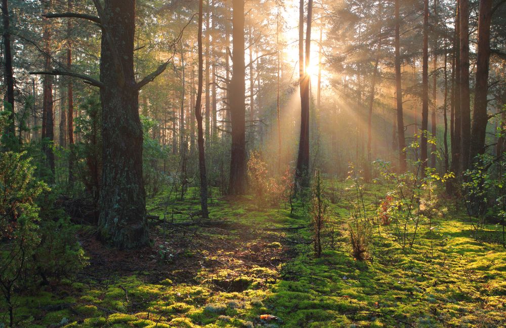 promenad i naturen minska kortisol.jpg